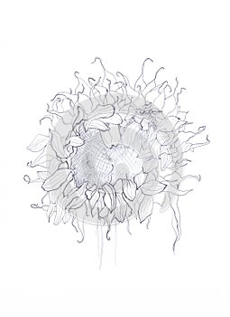 Pen drawing sunflower sketch