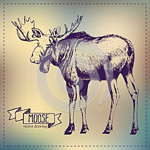 Pen graphics vector moose drawing photo