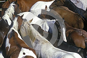 Pen of horses at 65th Annual Inter-Tribal Ceremonial Indian Rodeo, Gallup, NM