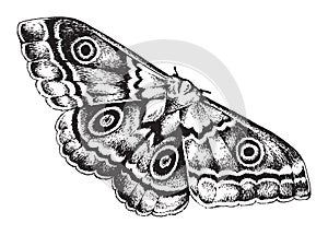 Pen and ink drawing of a moth