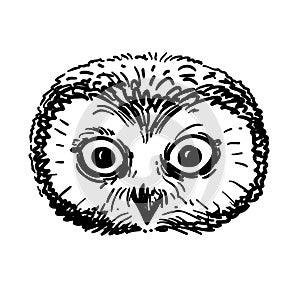 Pen and ink owl head sketch photo