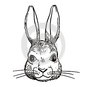 Pen and ink rabbit head sketch