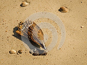 Pen Shell and Scallops on the Beach