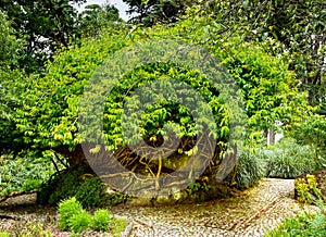 The Pena Park is a vast forested area completely surrounding the Pena Palace