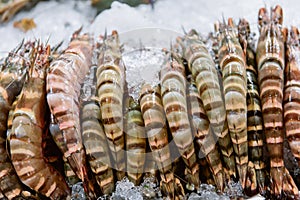 Penaeus monodon giant tiger prawn or Asian tiger shrimp