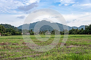 Penang Balik Pulau Paddy view