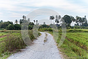 Penang Balik Pulau Paddy view