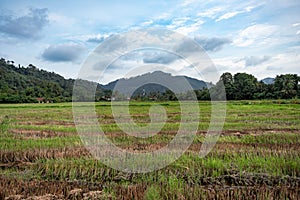 Penang Balik Pulau Paddy view