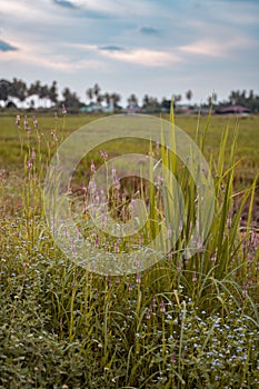 Penang Balik Pulau Paddy view