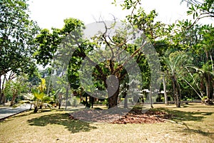 Penang Botanic Gardens