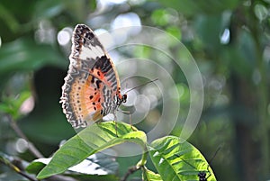 Penang Butterfly Farm