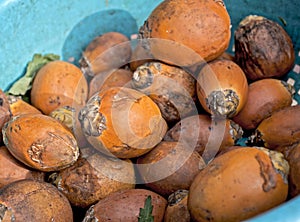 Raw orange Betel or Areca Catechu nuts in plastic tray