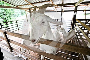 Penang Saanen Dairy Goat Farm