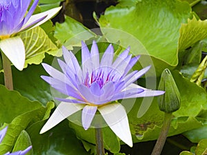 Penang Water Lilies