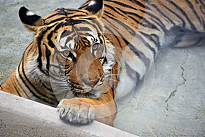 Penari, the Malayan Tiger at rhe Rio grande Zoo photo
