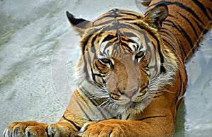 Penari, the Malayan Tiger at rhe Rio grande Zoo
