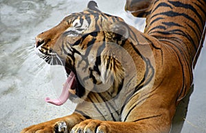 Penari, the Malayan Tiger at rhe Rio grande Zoo photo