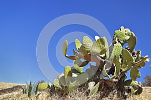 Penca de tunas - Opuntia ficus-indica