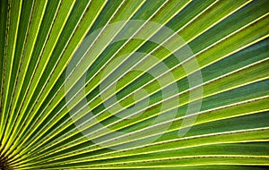 Radial LEaf of a Penca Palm