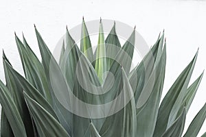 Pencas of maguey on white background