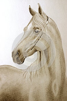 Pencil arabian horse