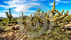 Pencil cactus is the semi desert landscape of Usery Mountain Regional Park near Phoenix Arizona