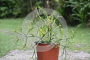 Pencil cactusPlant-Euphorbia tirucalli