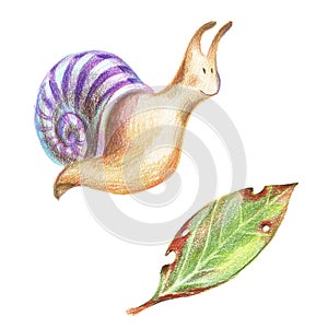 Pencil drawind smiling colorful snail and a leaky leaf