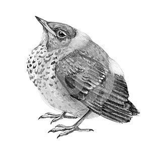 Pencil drawing baby thrush bird illustration. Graphic hand drawn wild catbird chik. Small nestling isolated on white background