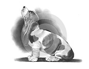 Pencil Drawing of a Basset Hound
