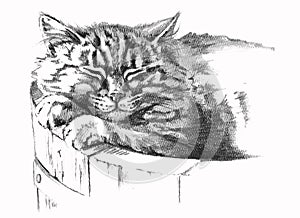 Pencil drawing of cat