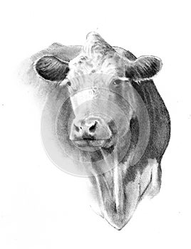 Pencil Drawing of Cow Head