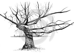 Kresba tužkou z prasklá starý holý strom 