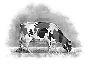 Pencil Drawing of Holstein Cow Grazing