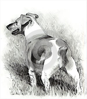 Pencil Drawing of Jack Russell Terrier Dog