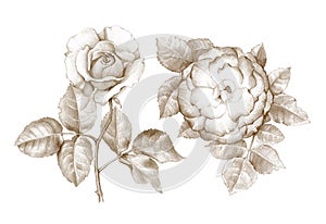 Pencil drawing of roses