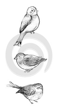 Pencil Drawings of Three Cute Birds