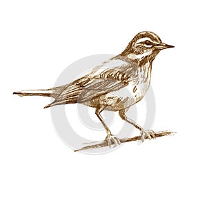 Pencil illustration thrush. Sitting forest bird drawn with brown pencil. Sepia