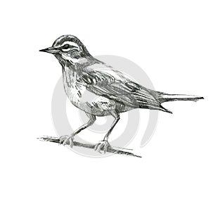 Pencil illustration, thrush. Sitting forest bird drawn with a pencil