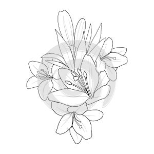 pencil realistic calla lily drawing, sketch realistic lily drawing, flower cluster drawing Easy flower coloring pages,