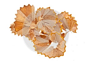 Pencil Shavings Isolated on