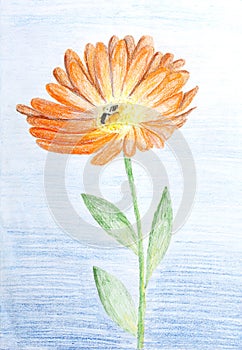 Pencil sketch of Calendula flower