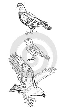 Pencil sketch of birds, hand drawing of Pigeon, Sparrow and Eagle