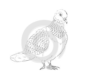 Pencil sketch of a dove sitting on a branch on white paper. Fine freehand drawing in minimalistic style. Monochrome creative vecto