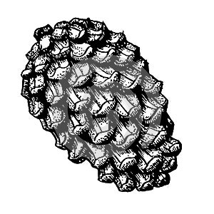 Pencil sketch of a fir cone isolated