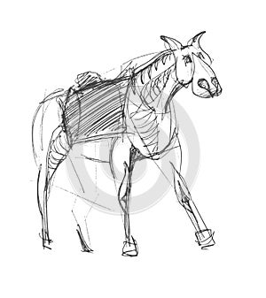 Pencil sketch of a half-turn horse on white paper. Fine freehand gesture drawing in minimalistic style. Monochrome creative vector