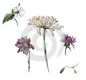 Pencil sketch  illustration set of diferent flowers  hand-drawn in pale colors