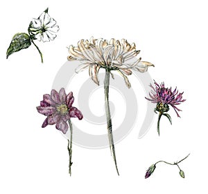 Pencil sketch  illustration set of diferent flowers  hand-drawn in pale colors photo