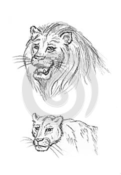 Pencil sketch of lions, hand drawing