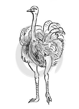 Pencil sketch of Ostrich, hand drawing